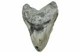 Fossil Megalodon Tooth - North Carolina #342155-1